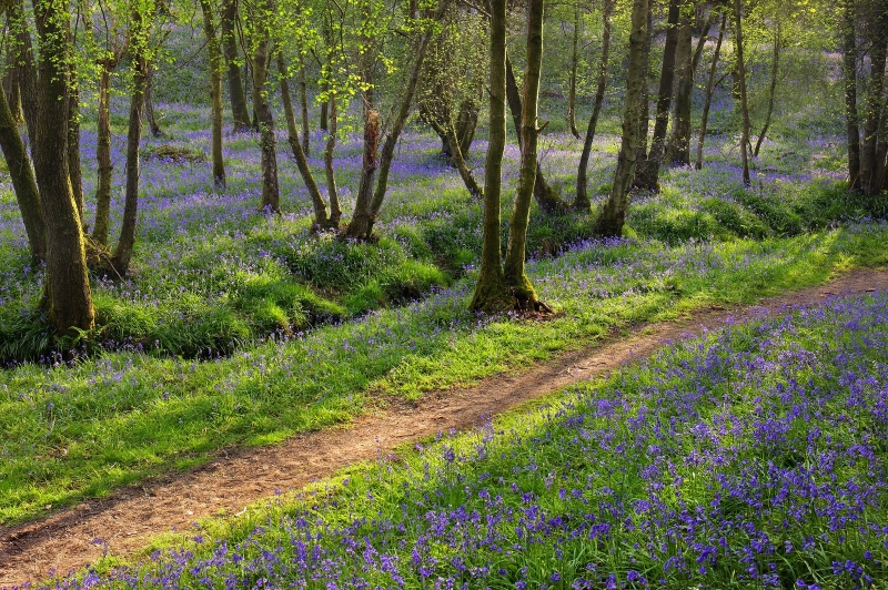 Sussex Bluebells woodland